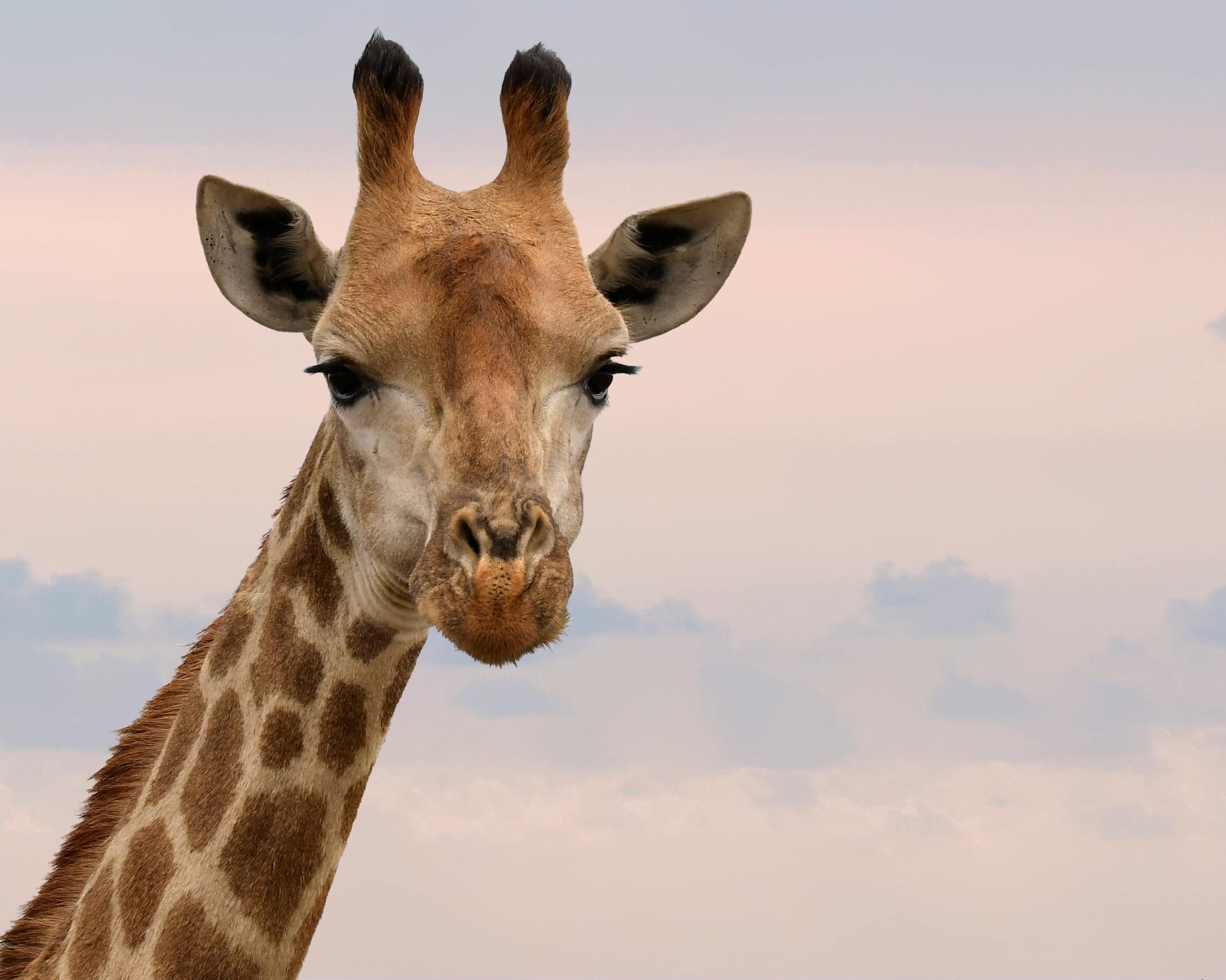 Charming close-up of a giraffe's face against a gentle sky in South Africa.